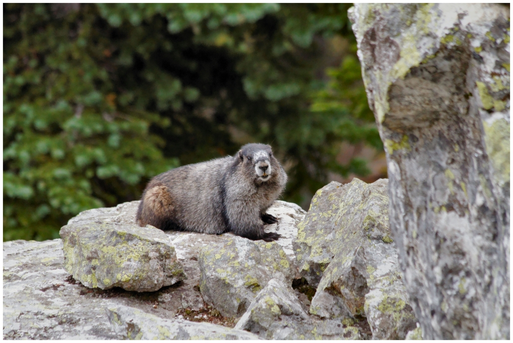 10 - Mont Revelstoke NP (18).jpg